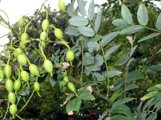 Schnurbaum in Eichstätt im Altmühltal