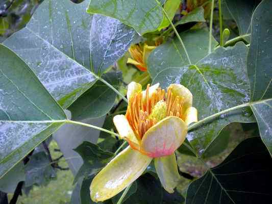 Tulpenbaum in Eichstätt im Altmühltal