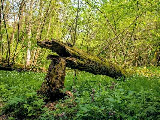 Totholz am KultURwald in Eichstätt im Altmühltal