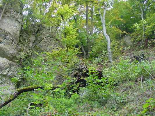 Wald 2100 am KultURwald in Eichstätt im Altmühltal