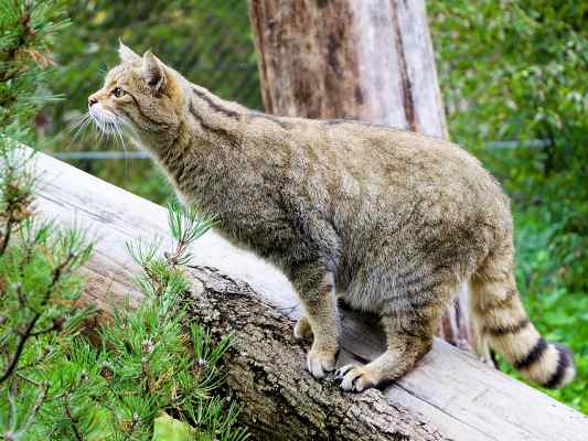 Wildkatze im KultURwald in Eichstätt im Altmühltal