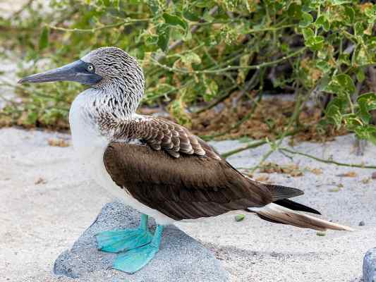 Sonderausstellung Vogelspuren im Juramuseum in Eichstätt