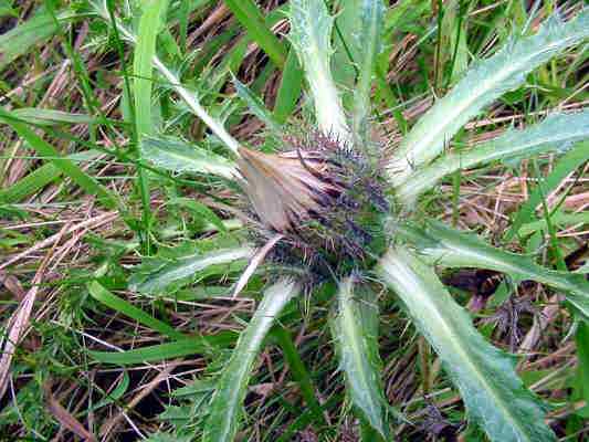 Silberdistel mit Schmetterling Admiral bei Essing im Altmühltal