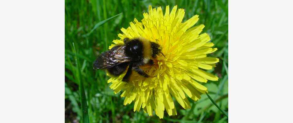 Hummel auf Löwenzahn