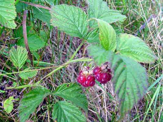 Himbeere in Greding im Altmühltal