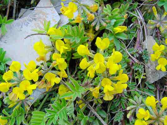 Hornklee in Greding im Altmühltal