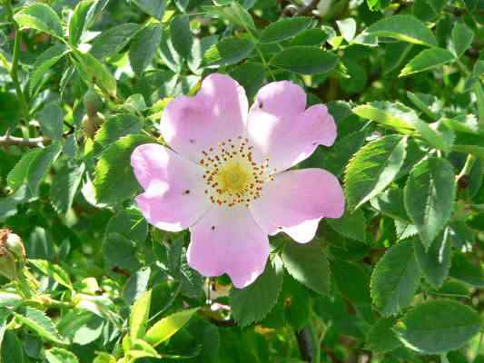 Hundsrose in Greding im Altmühltal