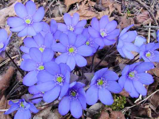 Leberblümchen in Greding im Altmühltal