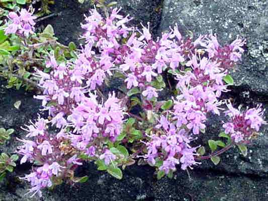 Thymian in Greding im Altmühltal