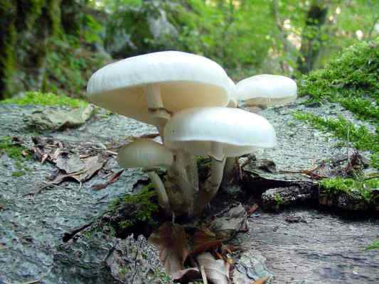 Pilze auf Totholz in Greding im Altmühltal