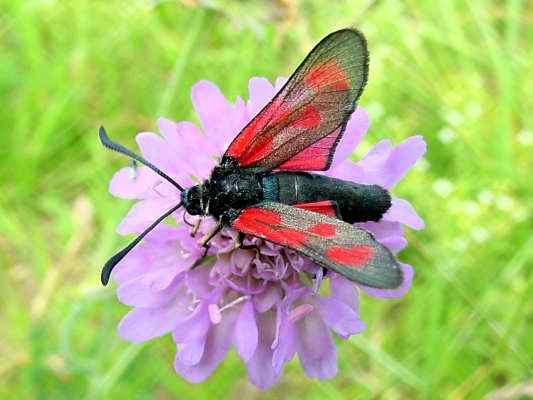 Hummel am Lehrpfad in Greding im Altmühltal