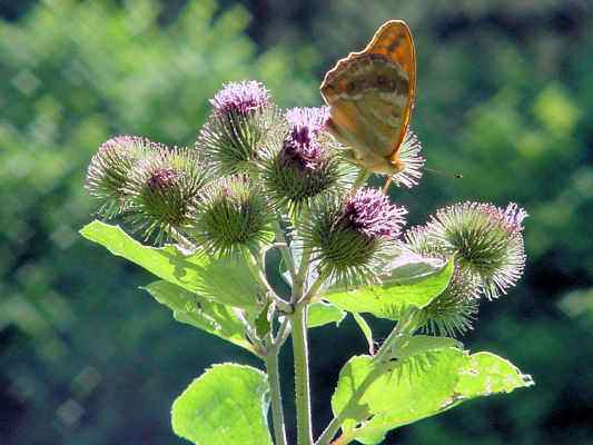 Distel am Lehrpfad in Greding im Altmühltal