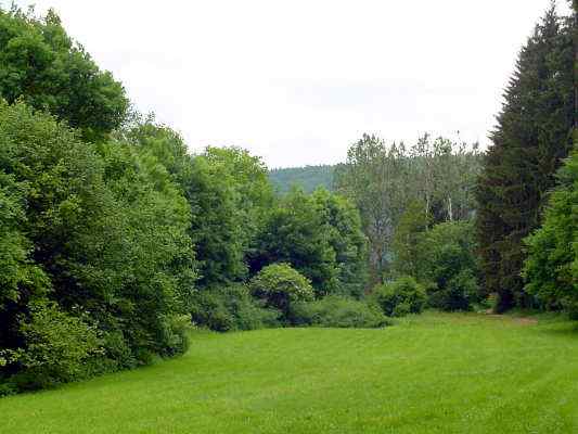 Waldwiese in Greding im Altmühltal