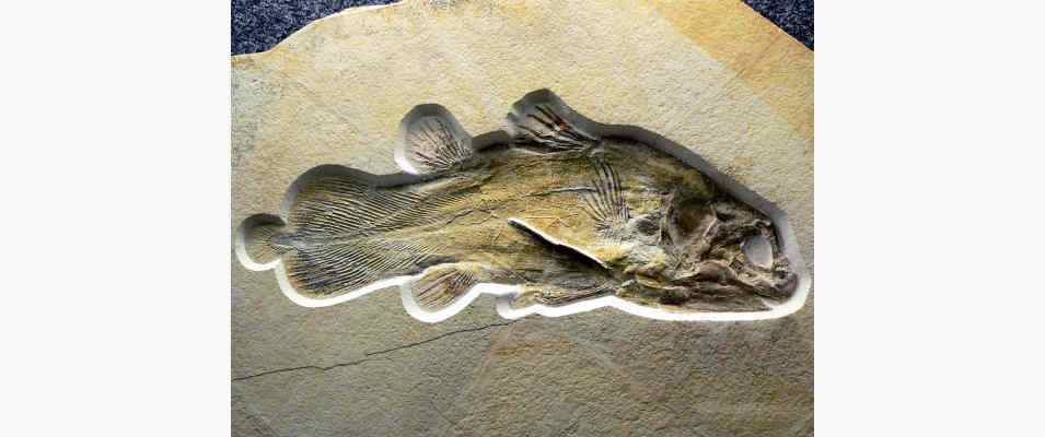 Quastenflosser im Fossilienmuseum im Fränkischen Seenland