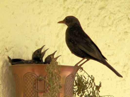 Amsel bei Gunzenhausen im Altmühltal