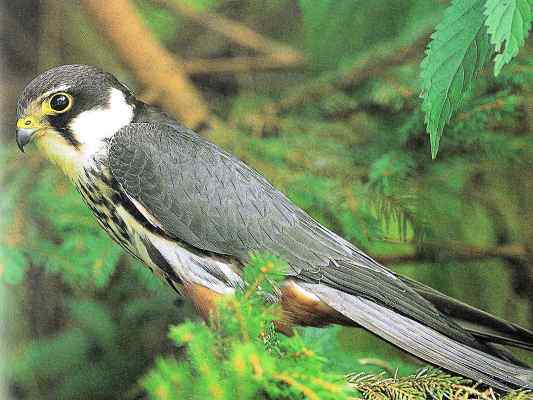 Baumfalke bei Gunzenhausen im Altmühltal