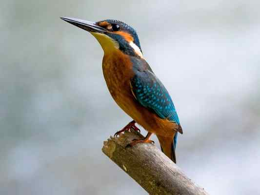 Eisvogel im Altmühltal bei Gunzenhausen