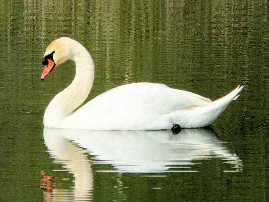 Höckerschwan im Altmühltal bei Gunzenhausen