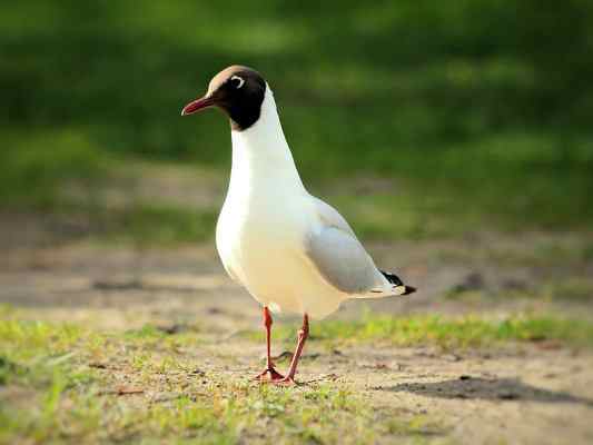 Lachmöwe im Altmühltal bei Gunzenhausen