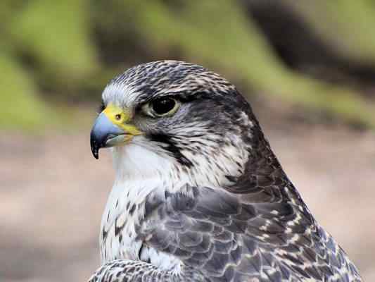 Mäusebussard im Altmühltal bei Gunzenhausen