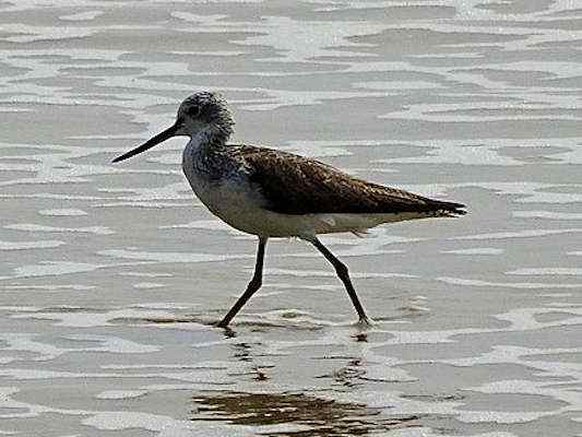 Sanderling im Altmühltal bei Gunzenhausen