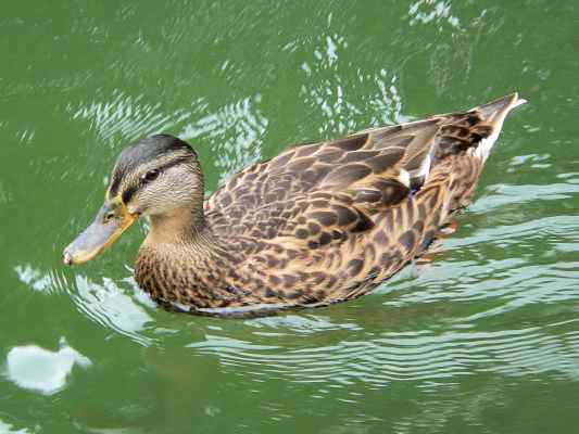 Stockente im Altmühltal bei Gunzenhausen