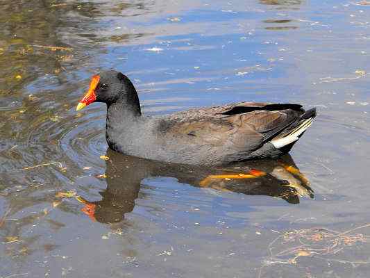 Teichhuhn im Altmühltal bei Gunzenhausen