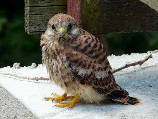 Turmfalke im Altmühltal bei Gunzenhausen