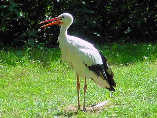 Weißstorch im Altmühltal bei Gunzenhausen