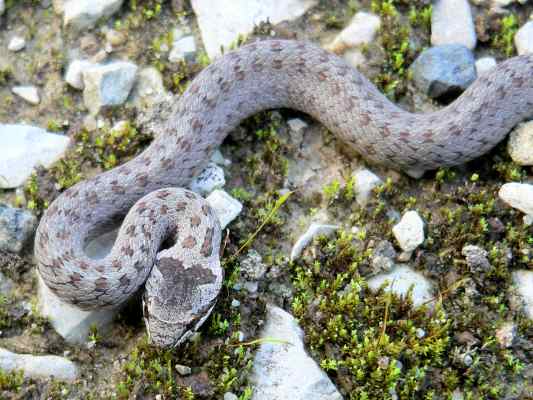 Schlingnatter am Wanderweg die Donau Pforten bei Kelheim