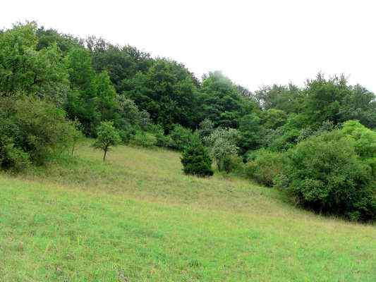 Weinhänge am Rundwanderweg Winzerweg in Kelheim im Altmühltal