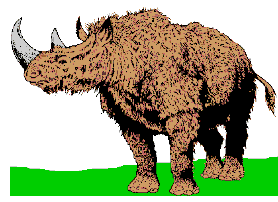 Wollnashorn aus der Höhle Hohler Stein bei Kipfenberg im Altmühltal