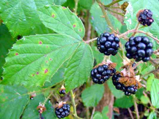 Brombeere bei Kipfenberg im Naturprk Altmühltal