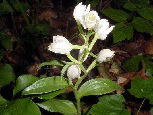 Bodenflora in Kipfenberg im Naturpark Altmühltal