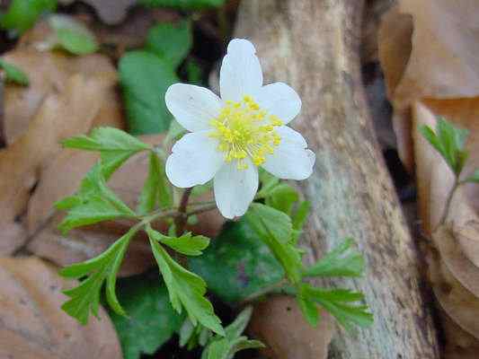 Blume Buschwindröschen am Lehrpfad in Kipfenberg im Altmühltal