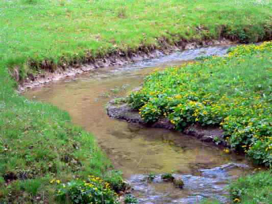 Feuchtwiese in Kipfenberg im Naturpark Altmühltal