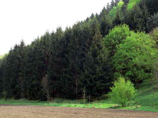 Fichten am Lehrpfad in Kipfenberg im Altmühltal