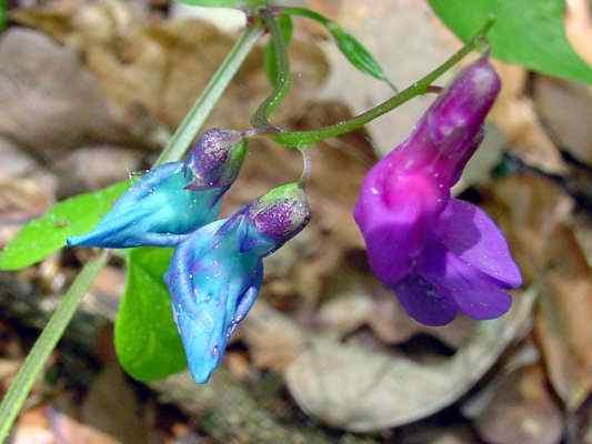 Blume Frühlingsplatterbse in Kipfenberg im Altmühltal