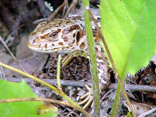 Eidechse in Hecken in Kipfenberg im Naturpark Altmühltal