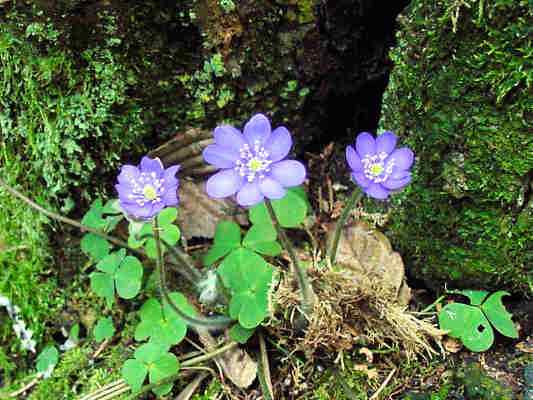 Blütenpflanze Leberblümchen am Lehrpfad in Kipfenberg im Altmühltal