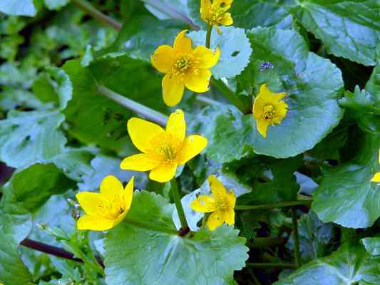 Blütenpflanze Sumpfdotterblume am Lehrpfad in Kipfenberg im Altmühltal