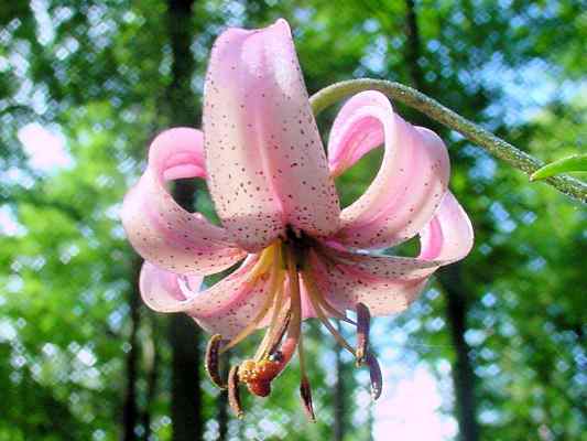 Blume Türkenbundlilie am Lehrpfad in Kipfenberg im Altmühltal