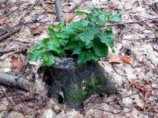 Waldverjüngung am Lehrpfad in Kipfenberg im Altmühltal