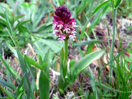 Orchidee Brandknabenkraut bei Kipfenberg im Altmühltal