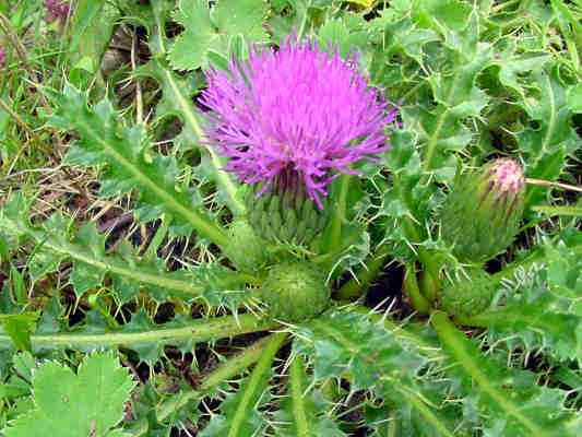 Kratzdistel im Naturschutzgebiet bei Kipfenberg im Altmühltal