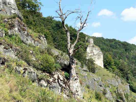 Wanderweg Schmetterlingsweg in Kipfenberg im Naturpark Altmühltal