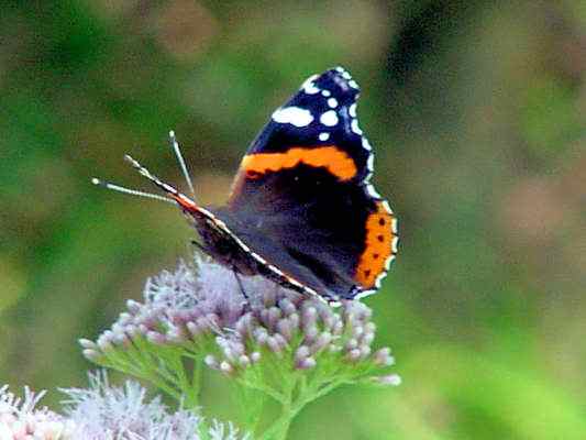 Schmetterling Admiral bei Kipfenberg im Naturpark Altmühltal