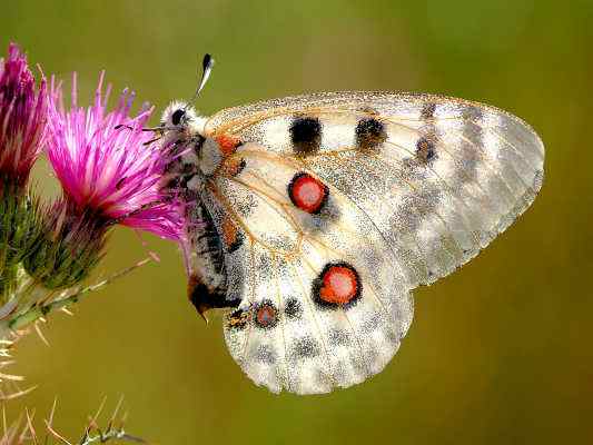 Schmetterling Apollofalter in Kipfenberg im Altmühltal