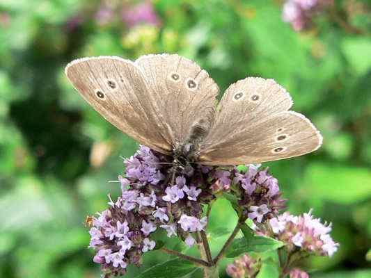 Schmetterling Brauner Waldvogel bei Kipenberg im Naturpark Altmühltal