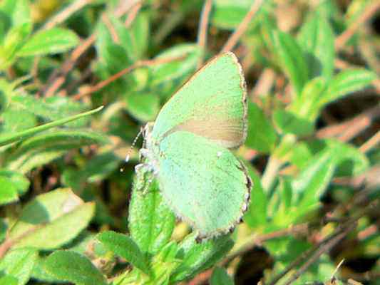 Schmetterling Brombeer-Zipfelfalter in Kipfenberg im Naturpark Altmühltal